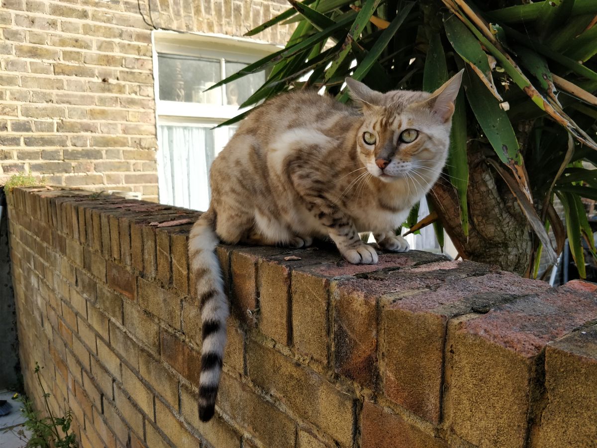 Some of the detail achieved by the OnePlus 5 camera is staggering