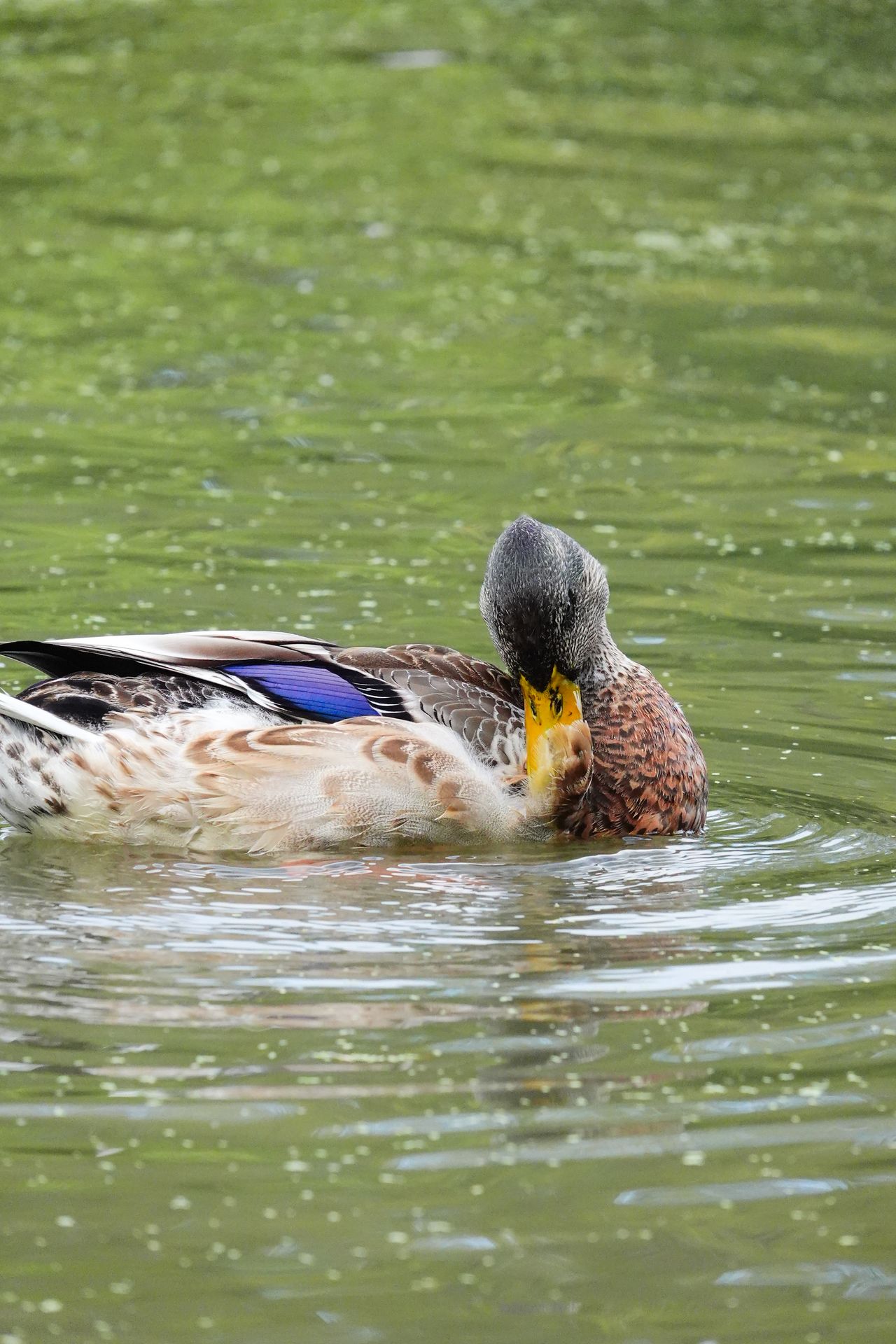 A photo taken on a Sony RX10 V bridge camera