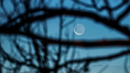 Crescent moon seen through branches of tree that appear to look like a giant eye with the moon as its pupil