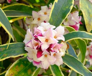 Close-up of a pink flower of Daphne odora