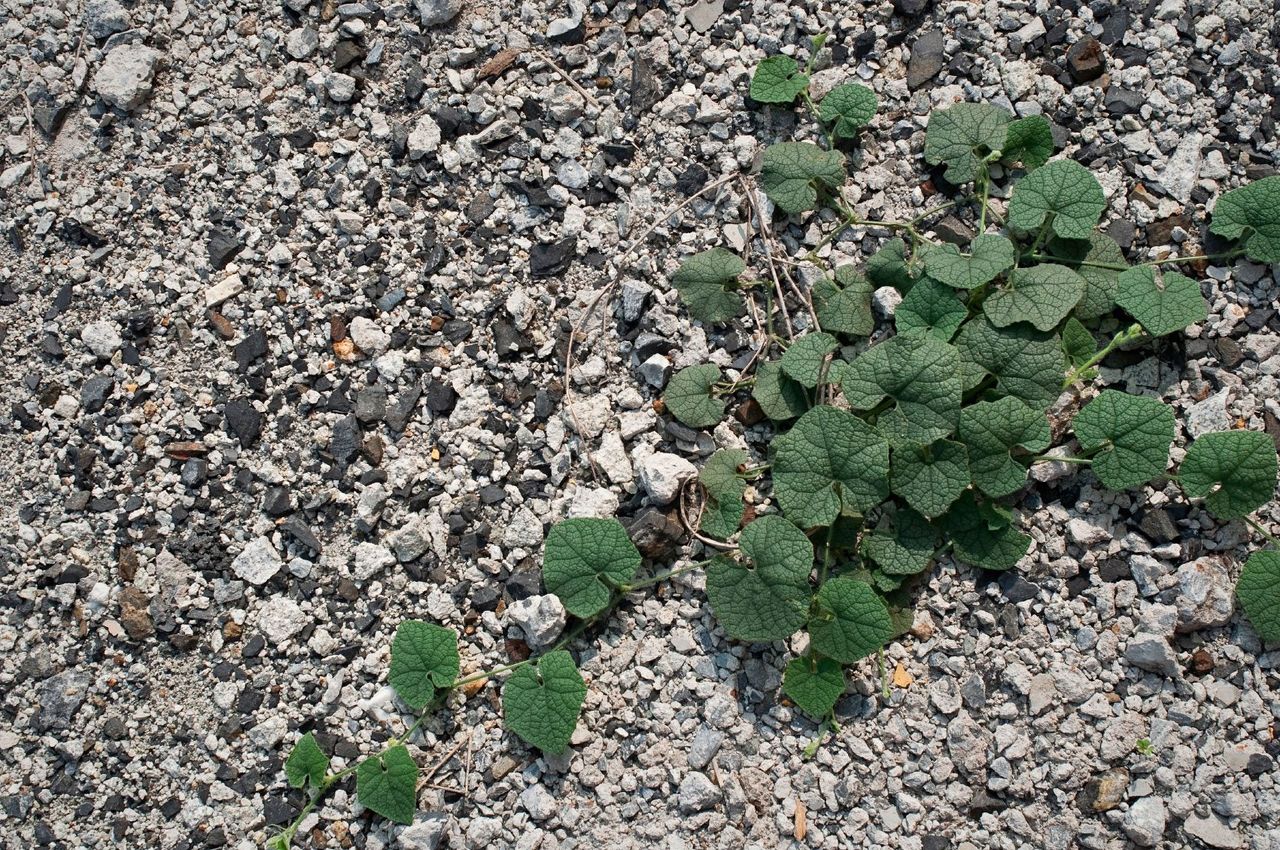 Weeds In Gravel Area