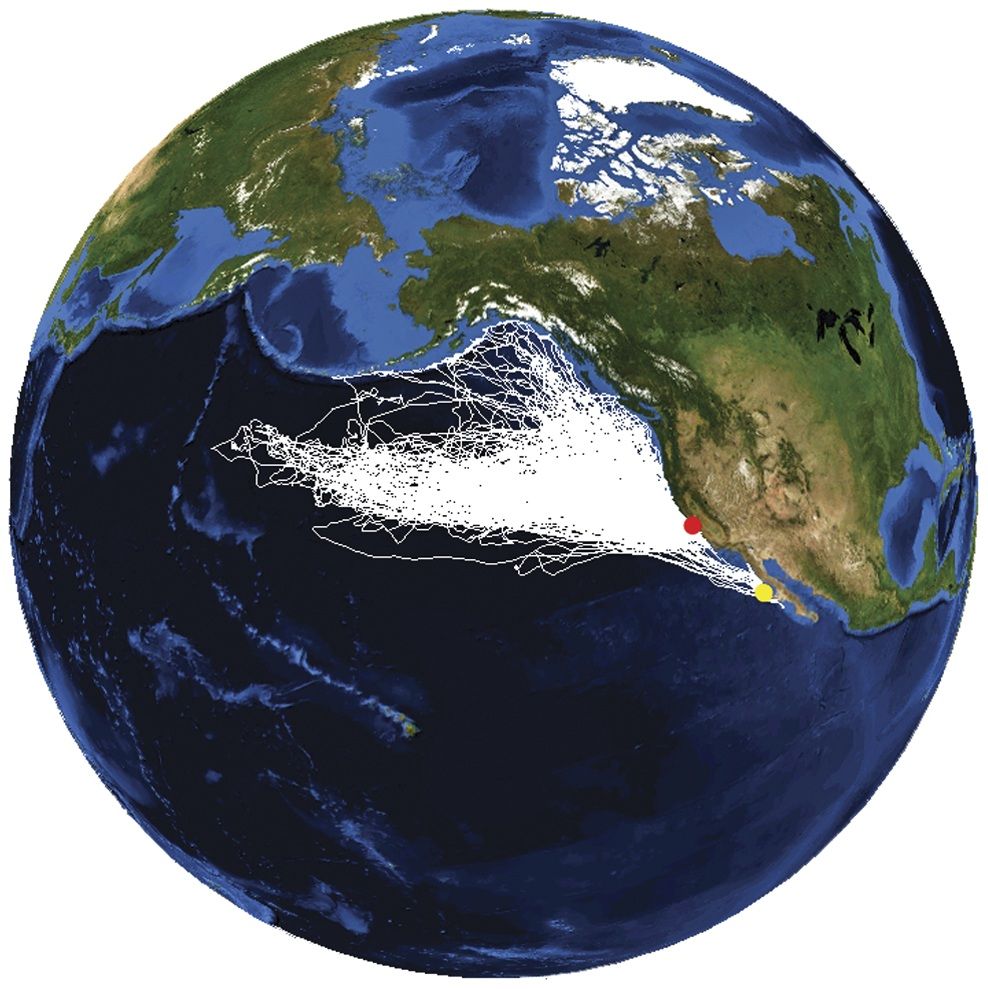 Tracking data from 209 female northern elephant seals from 2004 to 2010.