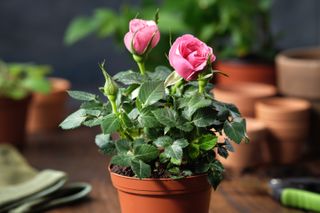 A pink potted rose in a home