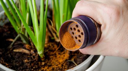 Using Cinnamon on Plants