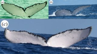 Collage of three pictures showing the tail of a male humpback whale in three different locations in Colombia and Zanzibar.