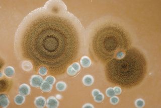 fungi in petri dish