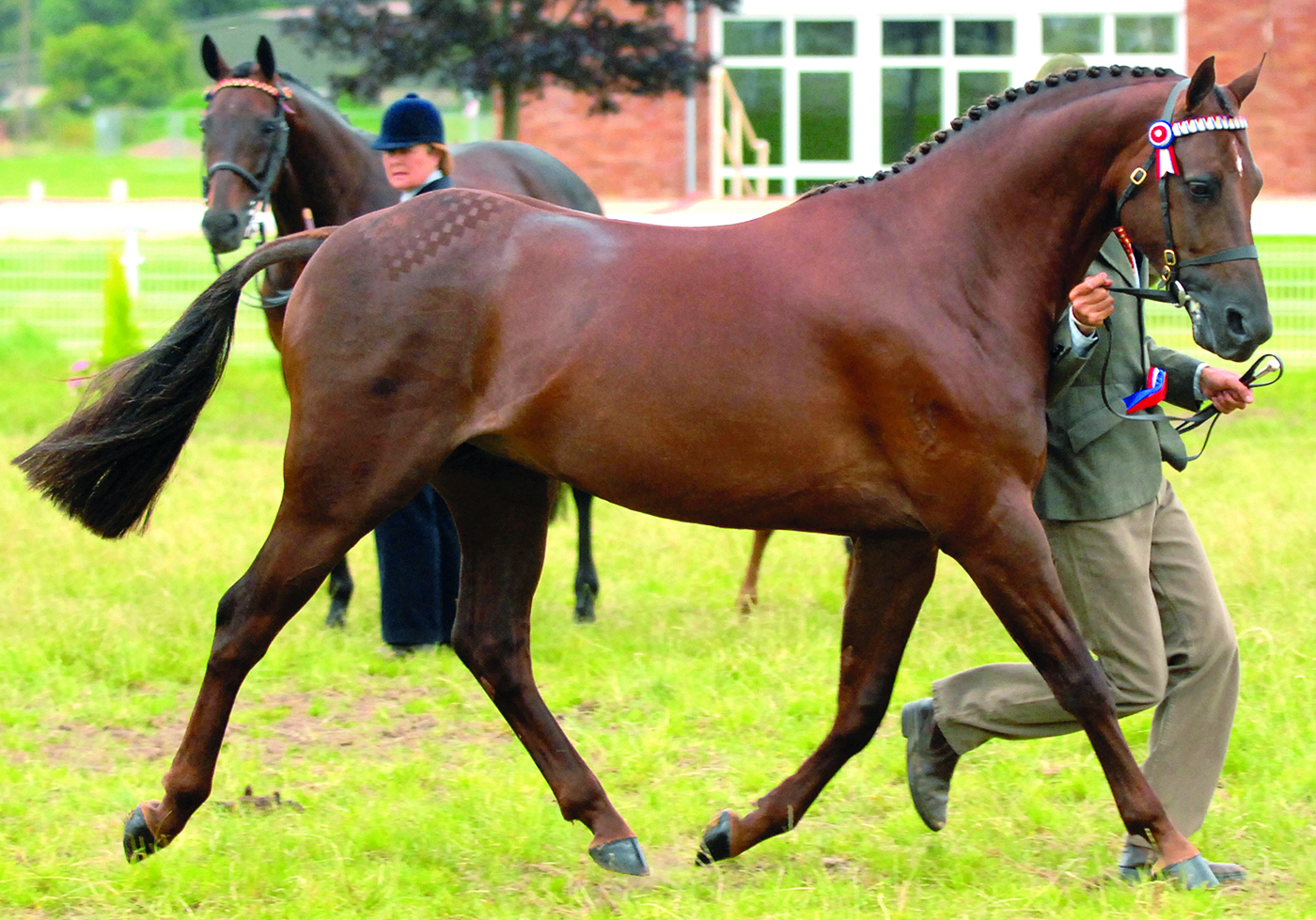 Willowcroft Regal Bronze