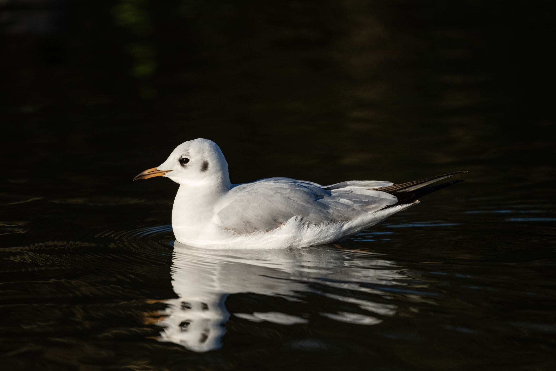 photo of a gull on water taken with a Nikkor Z 600mm f/6.3 VR S
