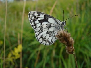 marbled white butterfly assisted migration used to help species facing changes to their ranges