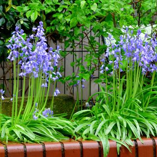 Spanish bluebells in raised flowerbed with brick edging