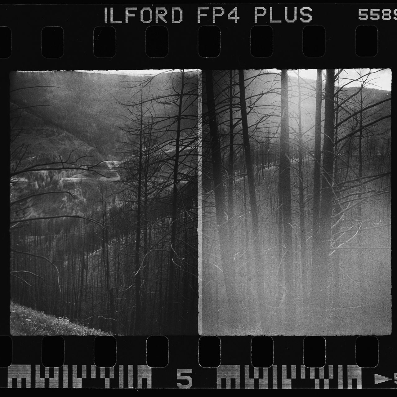 Alfie Tych camera film scan of a tree diptic