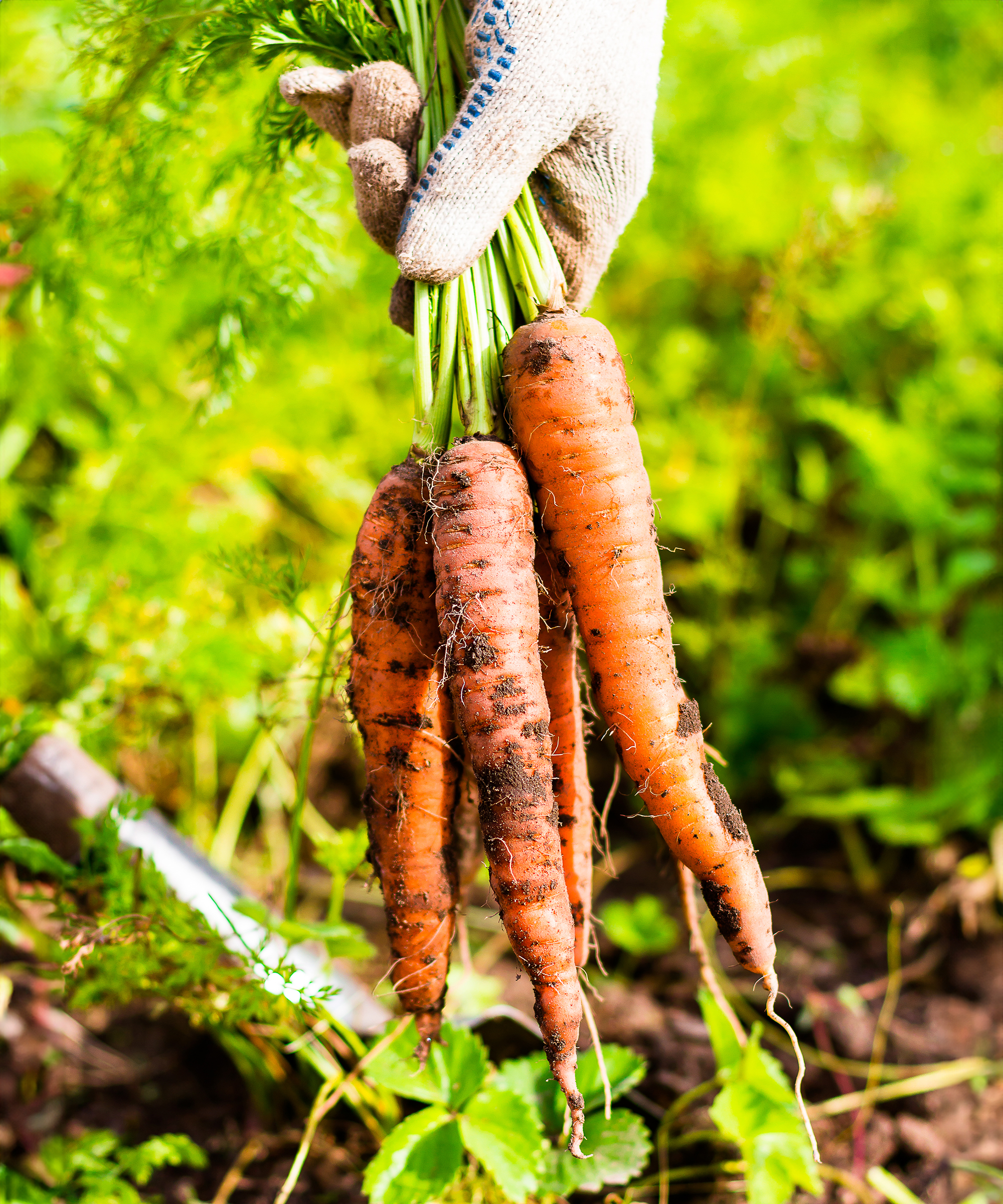 Gardener holds bunch of freshly harvested carrots
