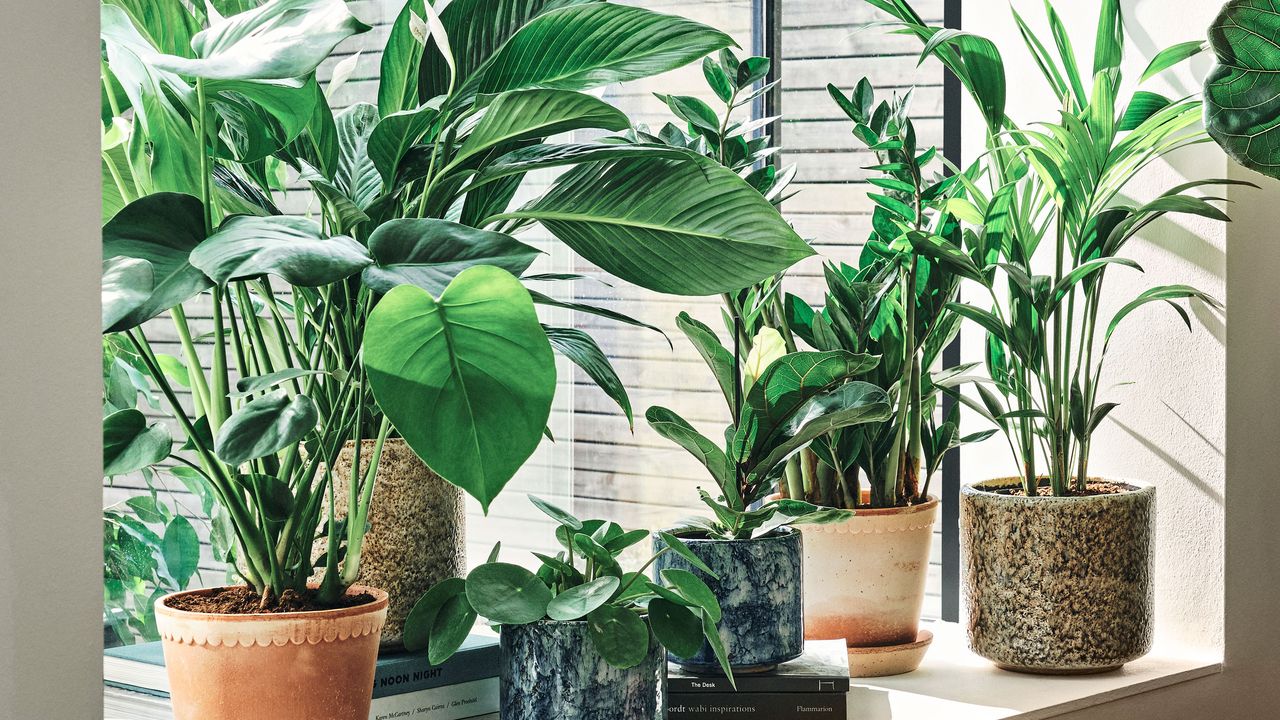 First Look: Soho Home X Leaf Envy - The Houseplant Edit