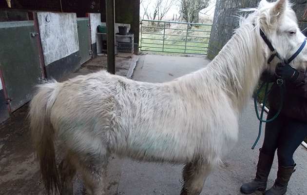 Ammanford-horse-case-Sept16-pic4.jpg