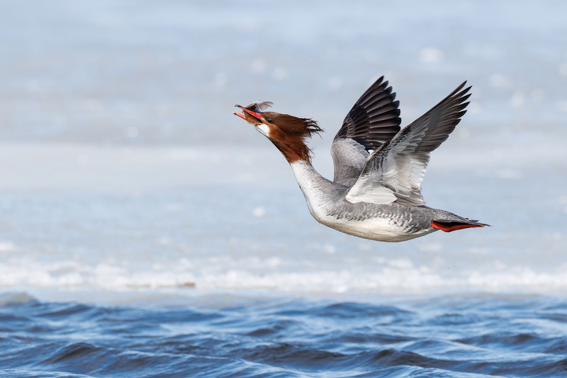 Female common merganser bird in flight over water with a fish in its beak against a blurred background