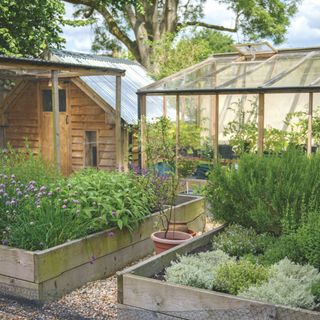 Raised garden beds filled with plants in a graveled area of a garden with a greenhouse and chicken coop behind them