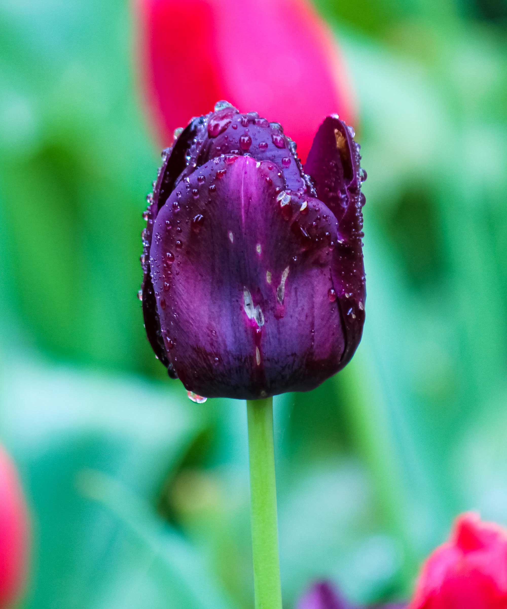 What is tulip fire and how do you prevent it? | Gardeningetc