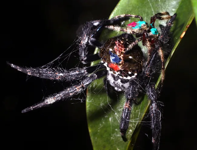 Darwin's bark spider