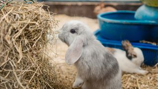 Holland Lop (Oryctolagus cuniculus) rabbit standing up and looking at camera in a cage with straw and hay with another rabbit at the background .