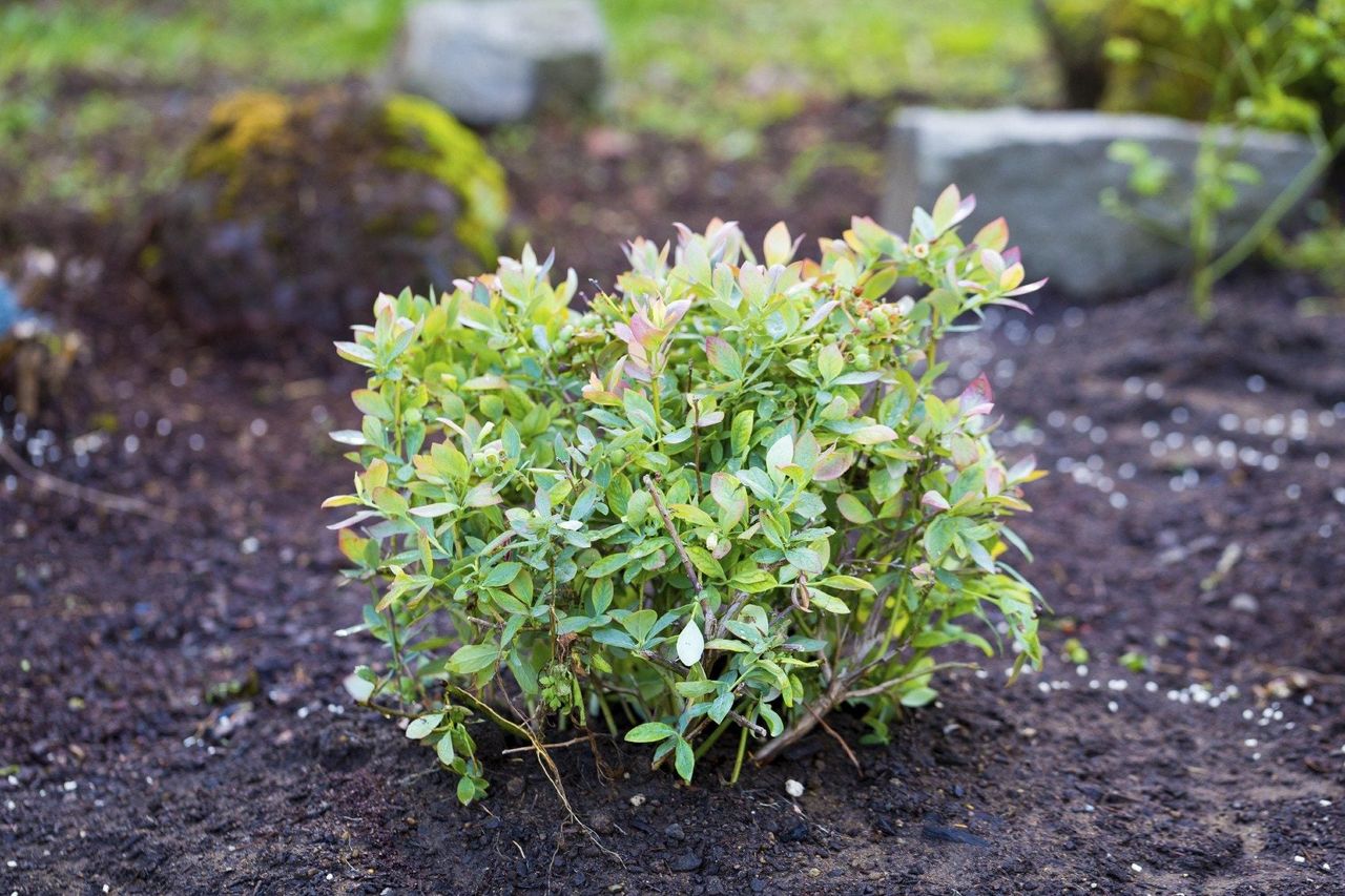 Planted Blueberry Bush