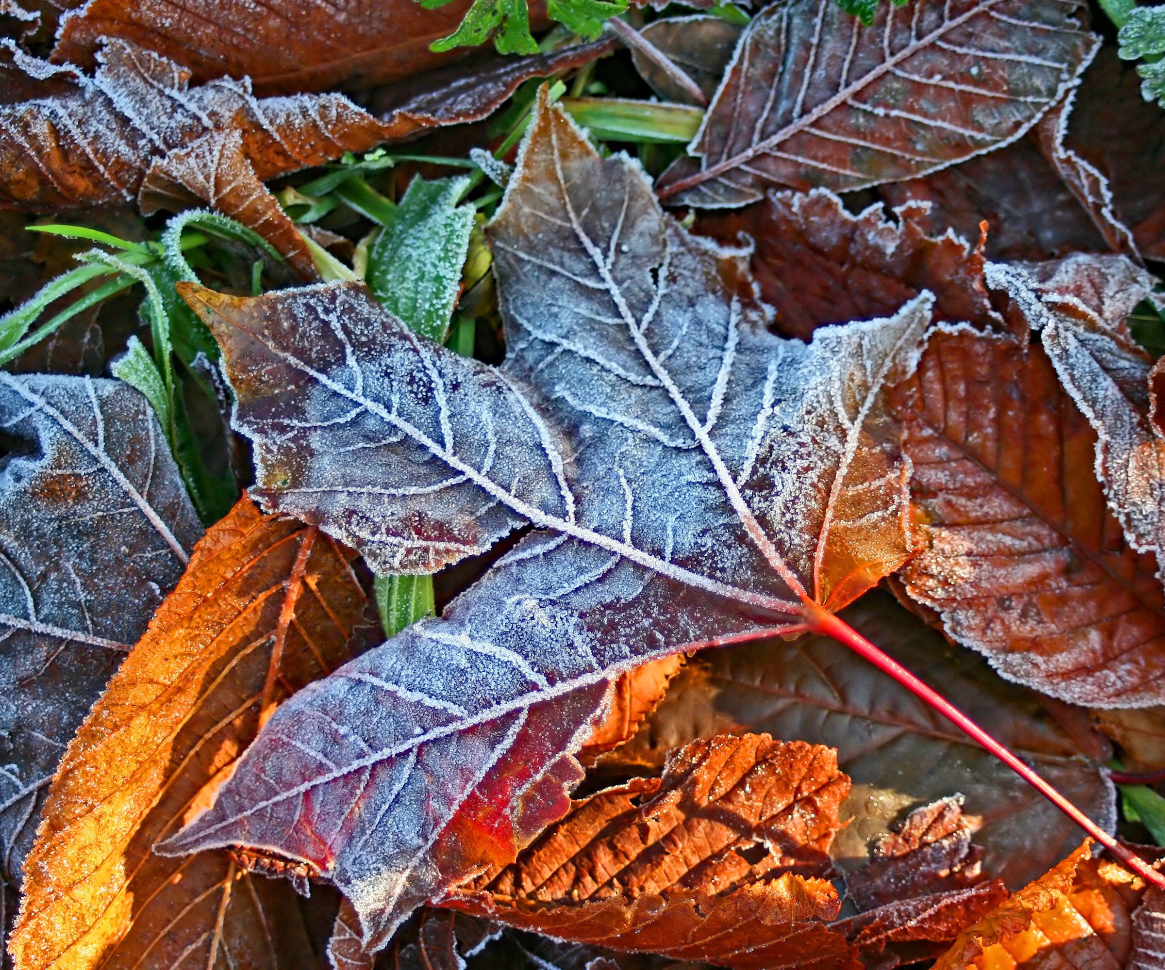 Frost on fallen leaves