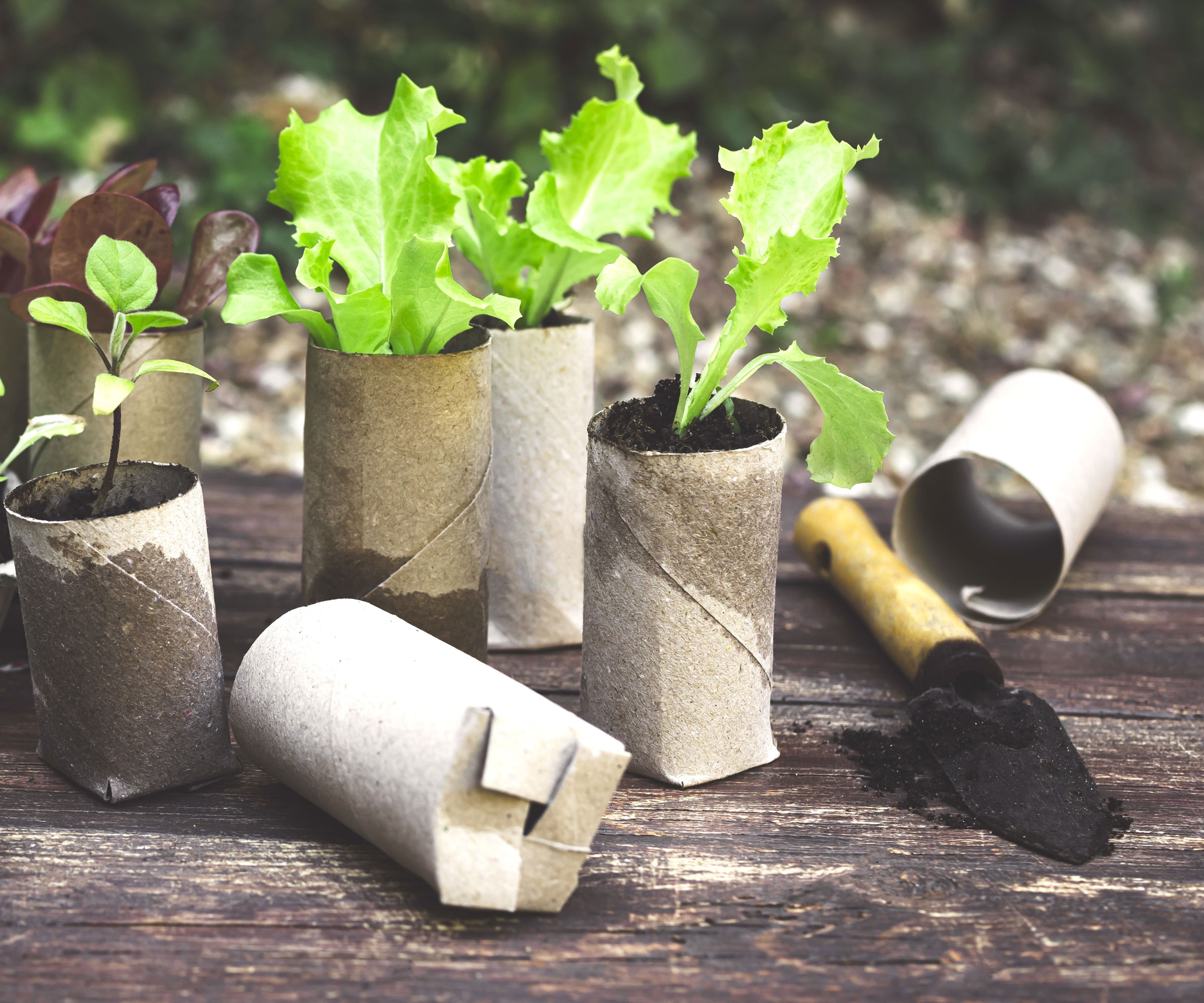 seedlings in toilet roll seed pots with small trowel on table