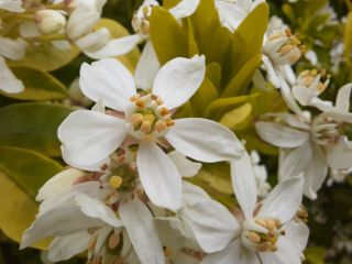 The macro camera is not a tour de force, but it is much better than some packed into phones in this category. It can take perfectly usable shots like this.