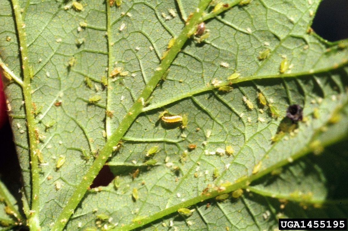 Identifying Aphid Predator Midge - How To Find Aphid Midge Eggs And ...