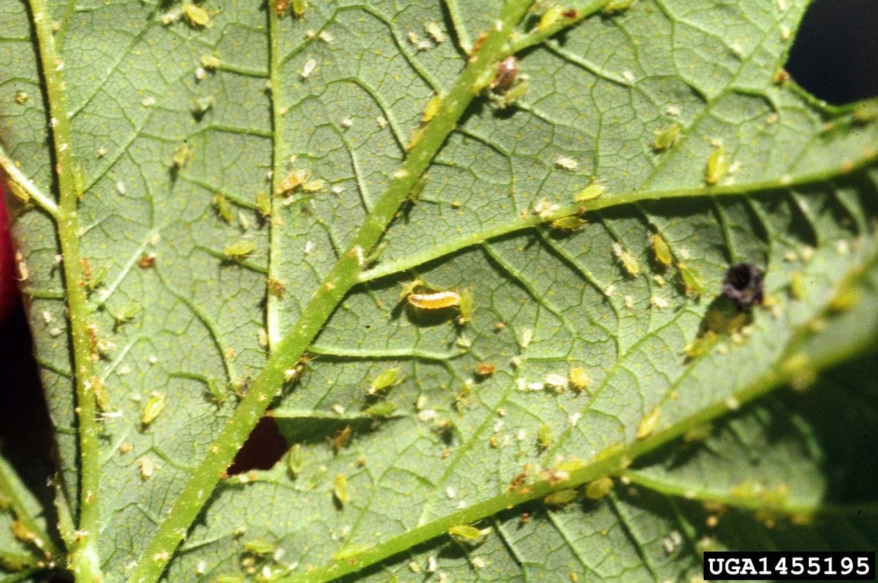 Aphid Midge Eggs and Larvae on Underside of Leaf