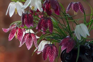 Fritillaria Meleagris Alba Bulbs for Planting, Snake's Head Fritillary