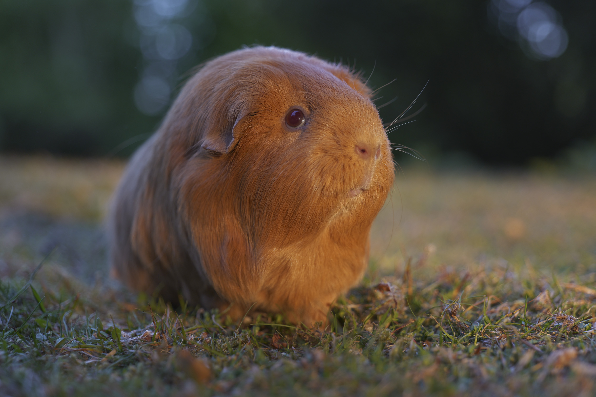 Panasonic Lumix S1 II sample gallery: guineapig portrait, in golden light