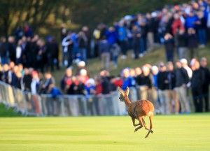 This startled deer found himself playing to a vast crowd!