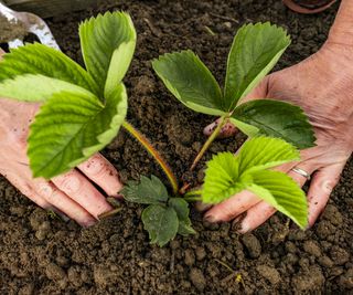 A pair of hands planting a young strawberry plant in the ground