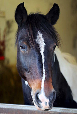rocky-stable