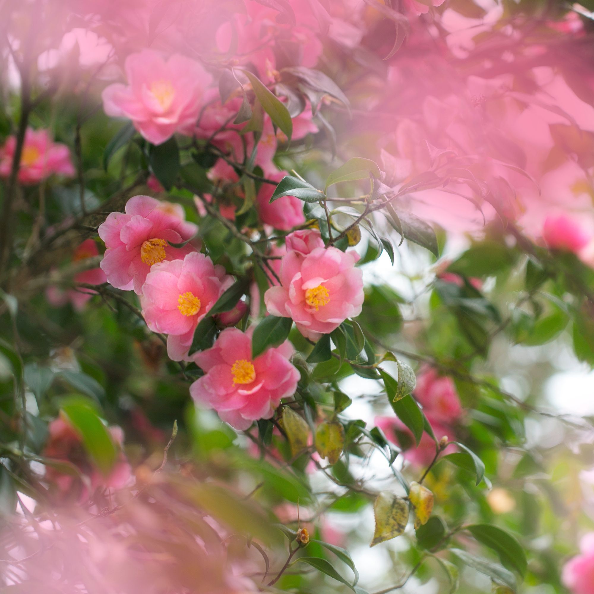 Camellia blooming in a garden