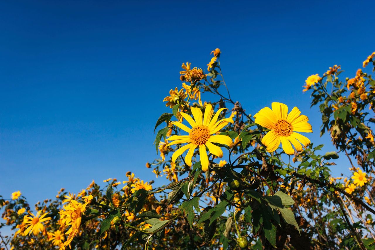 Mexican Sunflower Plants