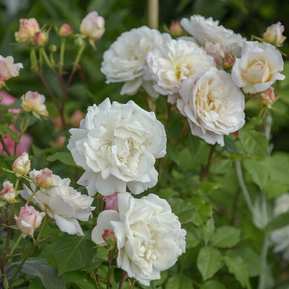 Where to buy plants online during the coronavirus lockdown the best