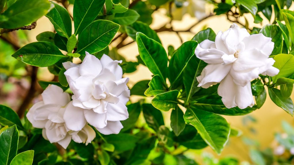 beautiful white gardenia blooms 