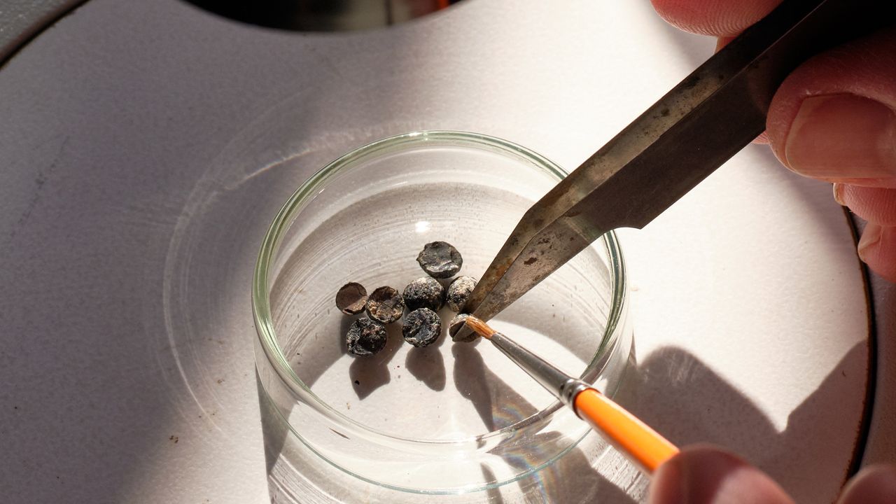 Seeds are examined in a glass petri dish with a paintbrush and scissors.