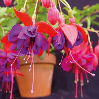 colourfull fuchsias bell shaped hanging flower