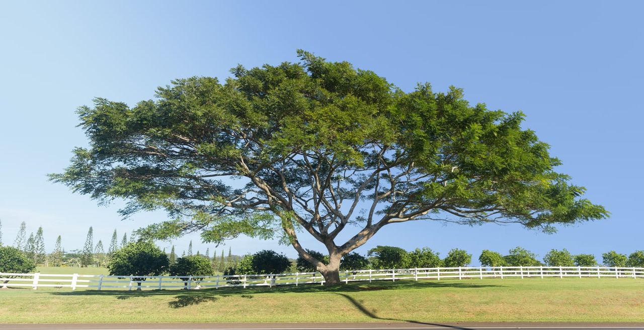 Large Acacia Koa Tree