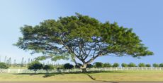 Large Acacia Koa Tree