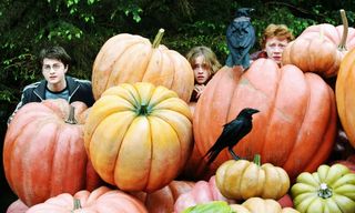 Harry, Hermione and Ron hiding behind pumpkins Harry Potter and the Prisoner of Azkaban