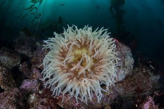 a sea anemone grows on the rocky bottom of a kelp forest off Monterey, California.