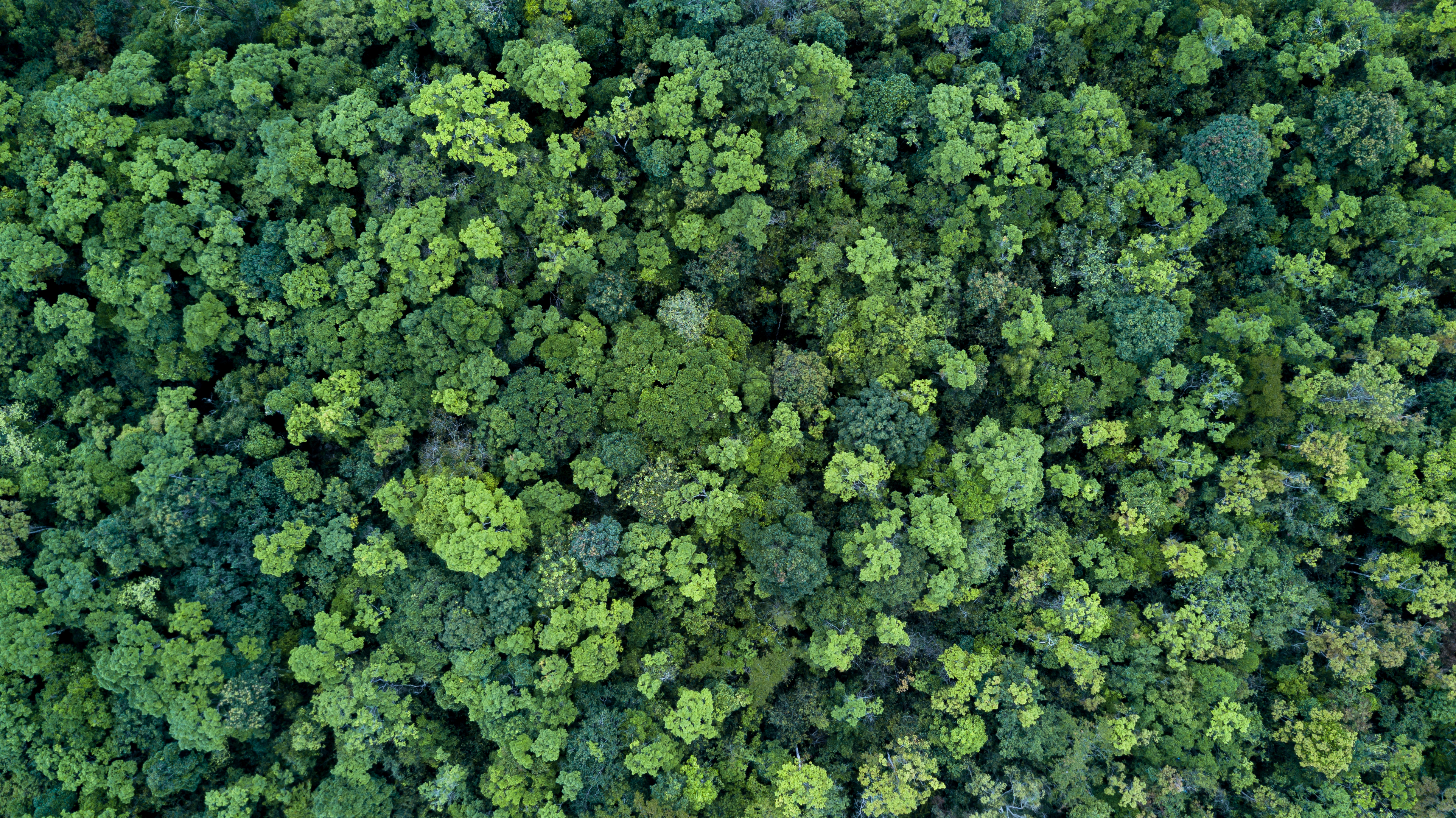 A forest.