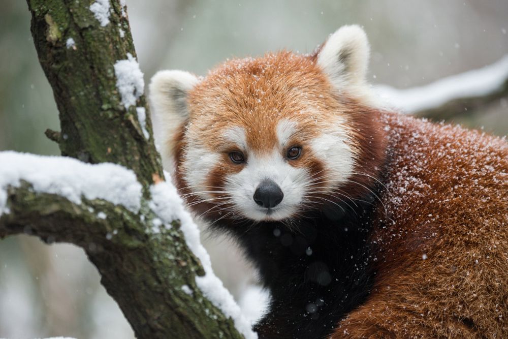 red panda