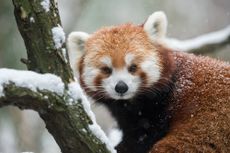 red panda