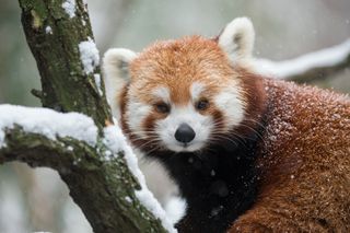 red panda bamboo