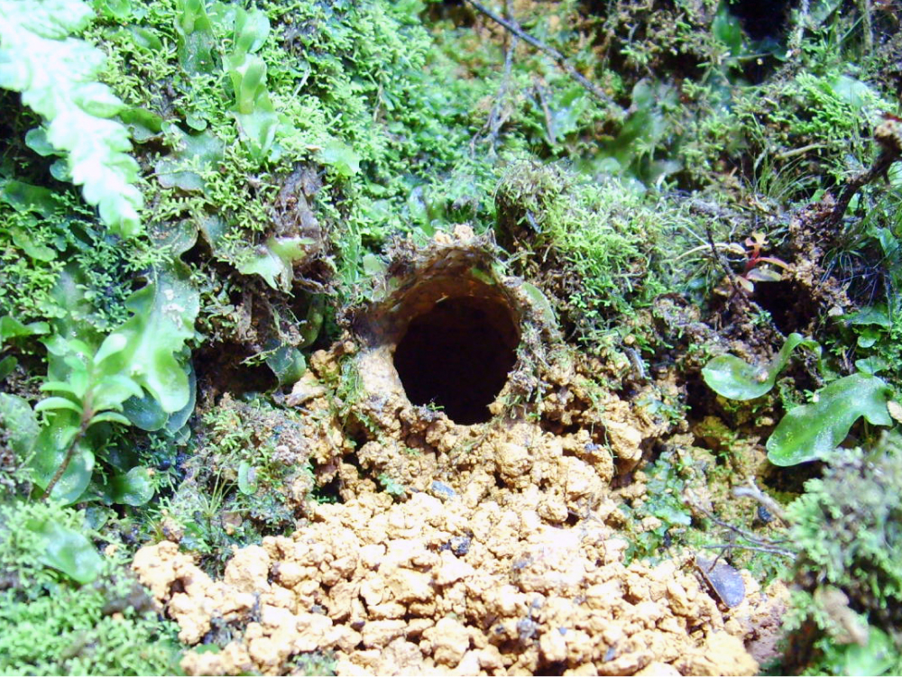 A spider burrow in a forest.