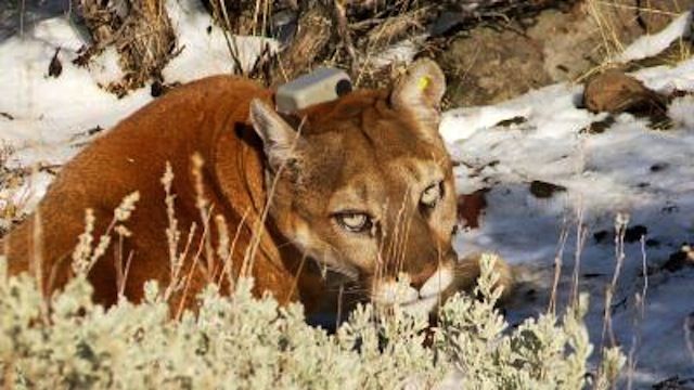 Mountain lion